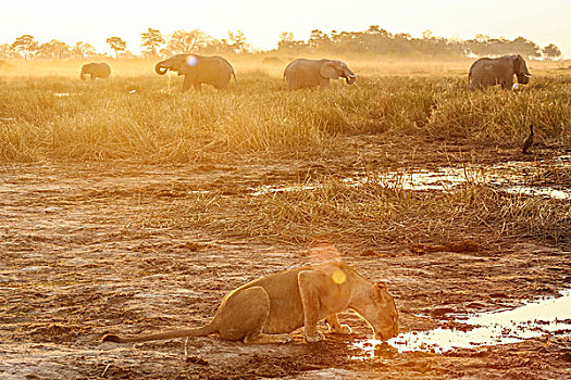 雌狮,饮用水,大象,背景,博茨瓦纳