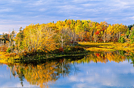 秋叶,反射,河,新斯科舍省,加拿大