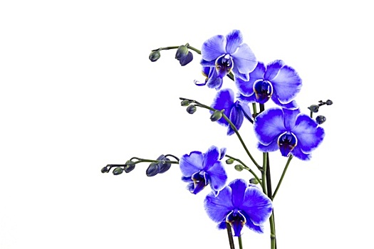 漂亮,紫罗兰,兰花,蝴蝶兰属