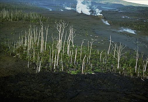 樹,殺死,熔巖流,夏威夷