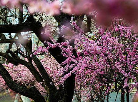 春天果树园盛开的鲜花