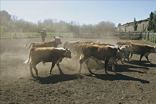 阿根廷,巴塔哥尼亚,母牛