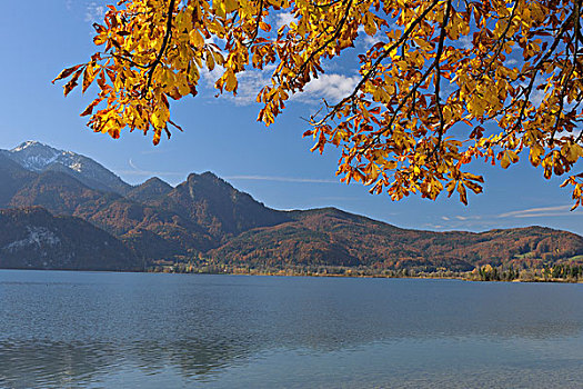 秋叶,科赫尔湖,看,坏,上巴伐利亚,巴伐利亚,德国