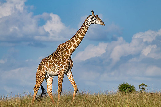 长颈鹿,雄性动物,走,大草原,马赛马拉,肯尼亚,非洲