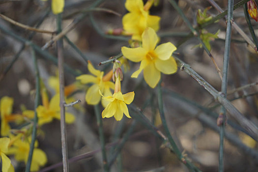 小黄花