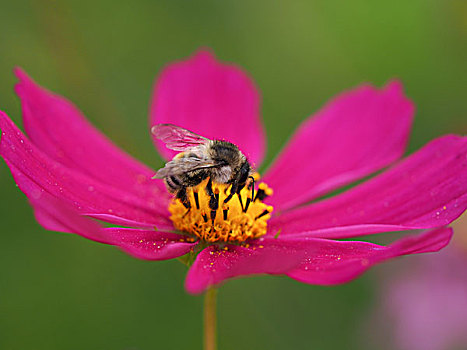 花,蜜蜂
