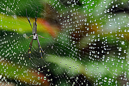 蜘蛛,金蛛科,亚热带,雨林,大,靠近,里约热内卢,巴西,南美