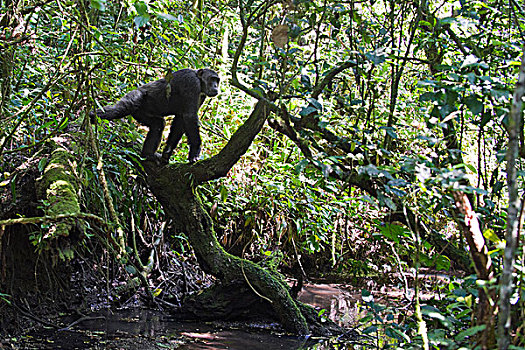 黑猩猩,类人猿,溪流,热带森林,西部,乌干达