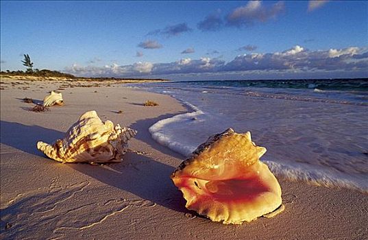 壳,蜗牛,巴哈马,海滩,假日,海洋