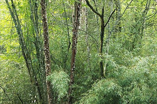 竹子,树林,卧龙自然保护区,四川