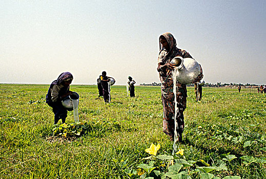 湿地,耕地,陆地,干燥,季节,农民,生长,南瓜,孟加拉