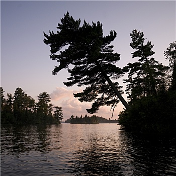 树,落日余晖,安大略省,加拿大