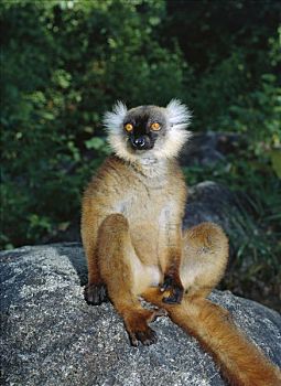 黑狐猴,狐猴,女性,诺西空巴,马达加斯加