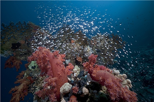 玻璃,鱼,珊瑚礁,红海