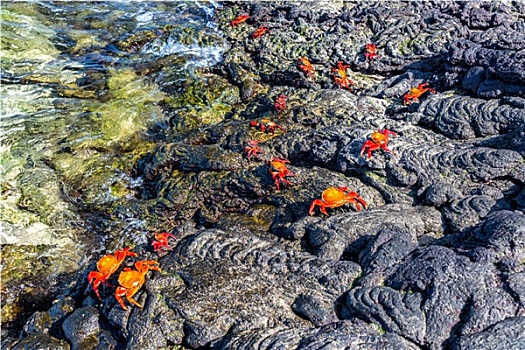 螃蟹,火山岩