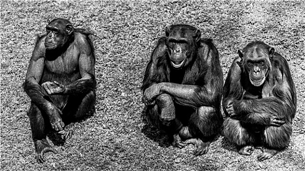 三个,智慧,黑猩猩