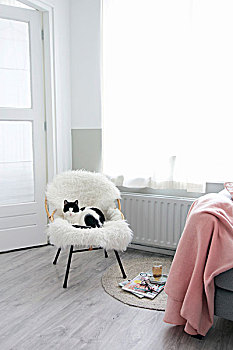 猫,白色背景,羊皮,藤条,椅子,靠近,粉色,毛毯,杂志