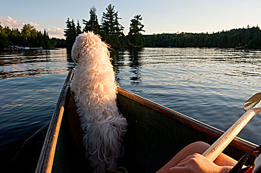 狗,船,湖,木头,安大略省,加拿大