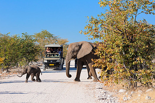 非洲,灌木,大象,非洲象,幼仔,穿过,土路,正面,旅游,交通工具,埃托沙国家公园,纳米比亚