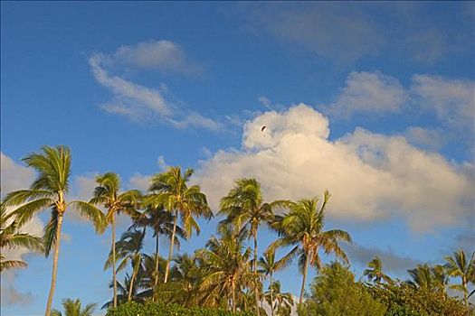 滑翔伞,云,上方,棕榈树,蓝天