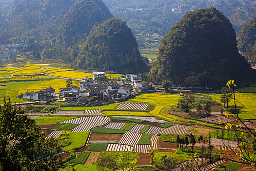 万峰林春色