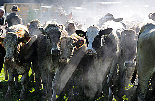 出汗,母牛,牧群,逆光,赶牛,分类,牛,斯瓦比亚,巴伐利亚,德国,欧洲