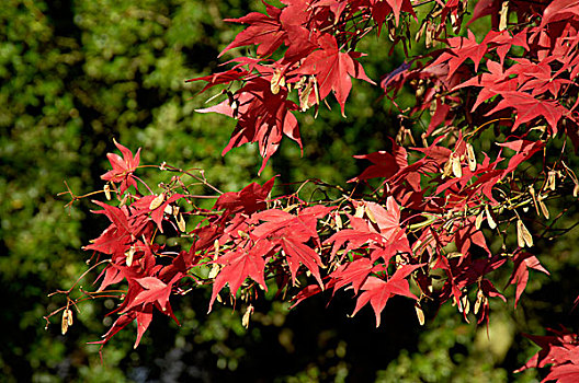 日本,枫树,红色,叶子,秋天