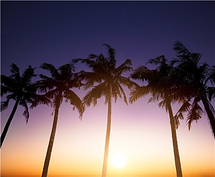椰树,热带,日落,背景