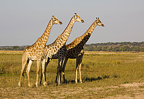 长颈鹿,牧群,乔贝国家公园,博茨瓦纳,非洲