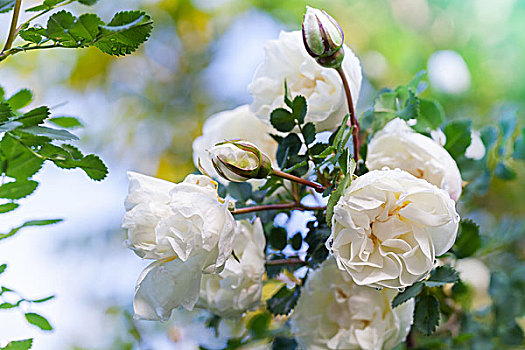 白色,玫瑰,枝条,花园