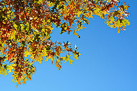 红栎,叶子,秋天,莱茵兰普法尔茨州,德国