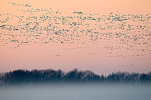 白额黑雁,成群,飞,模糊,冬季风景,弗里斯兰省,荷兰