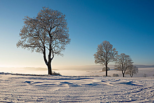 树,冬天,风景,雪,康斯坦茨,地区,巴登符腾堡,德国,欧洲