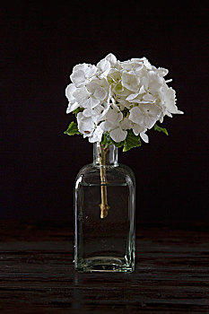 白色,八仙花属,旧式,玻璃瓶,深色背景