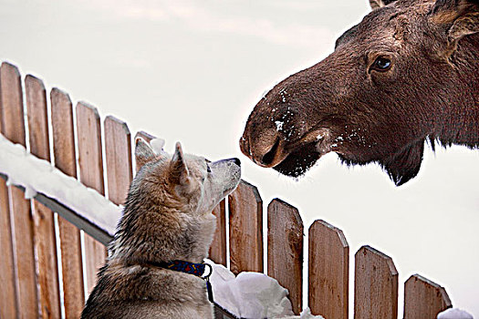 西伯利亚,哈士奇犬,驼鹿,幼兽,面对面,上方,栅栏,阿拉斯加,冬天