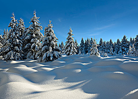 云杉,遮盖,雪,冬季风景,哈尔茨山,国家公园,萨克森安哈尔特,德国,欧洲