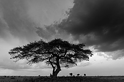 刺槐,塞伦盖蒂国家公园,坦桑尼亚