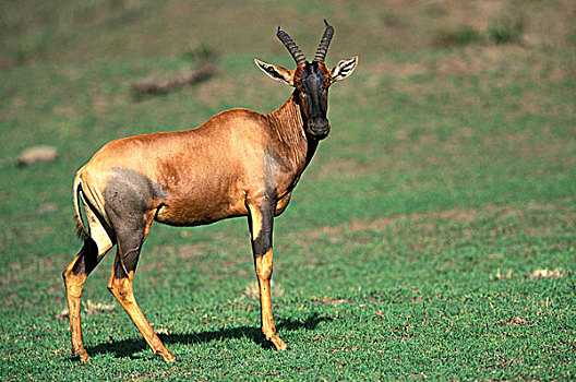 肯尼亚,马塞马拉野生动物保护区