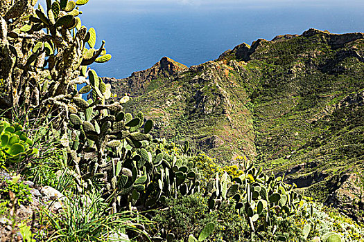 仙人果,仙人掌,山脉,后面,特内里费岛,加纳利群岛,西班牙,欧洲