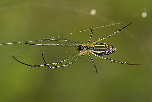 特写,蜘蛛,旋转,蜘蛛网,尼泊尔,五月,2007年