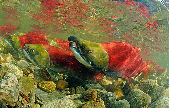 红鳟鱼,三文鱼,红鲑鱼,亚当斯河,省立公园,不列颠哥伦比亚省,加拿大,北美