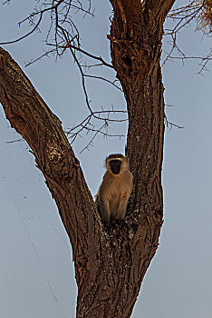 长尾黑颚猴,塔兰吉雷国家公园,坦桑尼亚