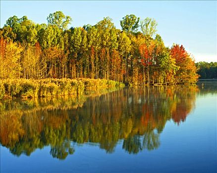 秋天,反射,水塘,日出,州立公园,特拉华州
