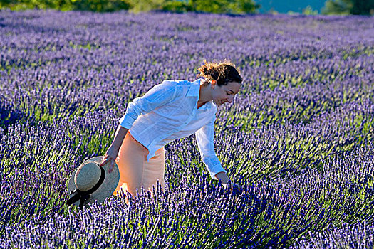 女青年,盛开,薰衣草种植区,普罗旺斯,法国