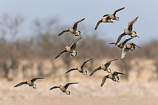 水,成群,许多,鸟,飞行,埃托沙国家公园,纳米比亚,非洲