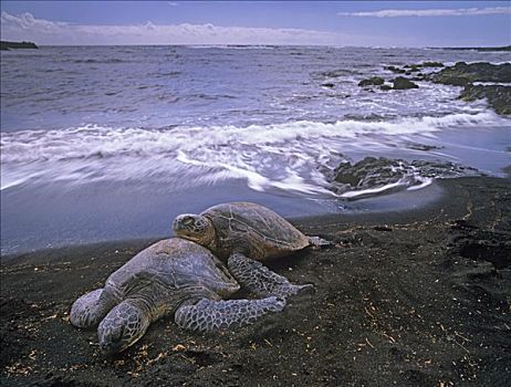 绿海龟,龟类,一对,黑色背景,沙滩,夏威夷