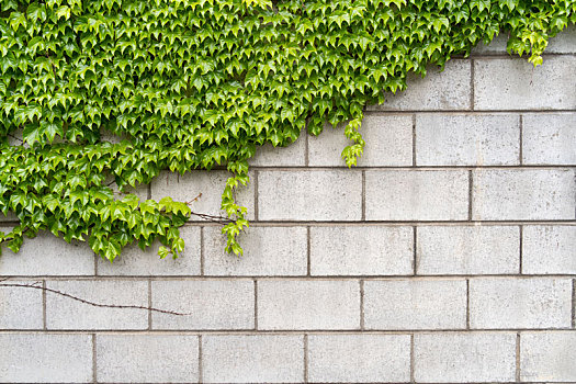 绿化背景墙
