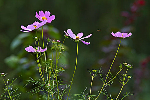 波斯菊