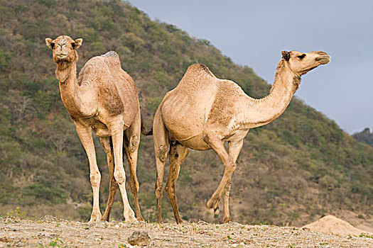 单峰骆驼,骆驼,女性,保护区,也门