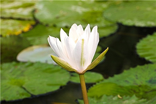 荷花,莲花,水塘